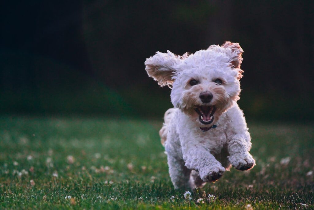 Gepflegter Hund als Symbol für unterschiedliche Hundesalon-Betriebsmodelle