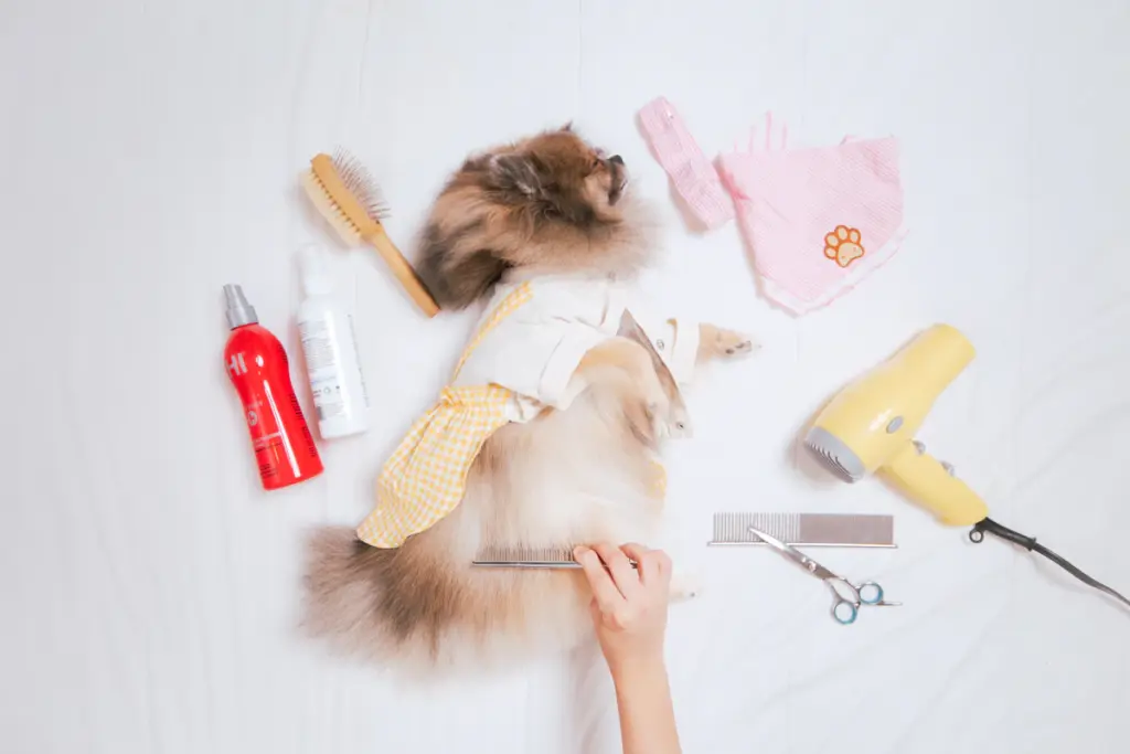 Hund im gepflegten Salonumfeld als Symbol für die Einrichtung eines Hundesalons