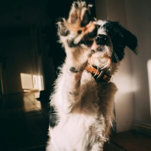 Kunden-Willkommenspaket für Hundesalons mit freundlichem Hund als Symbol für einen gelungenen Empfang