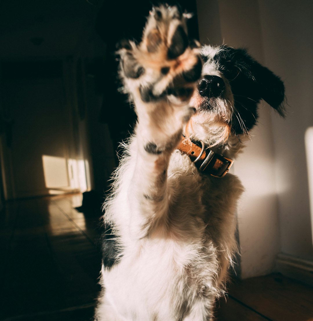 Kunden-Willkommenspaket für Hundesalons mit freundlichem Hund als Symbol für einen gelungenen Empfang