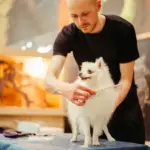 Mitarbeiter im Hundesalon bei der täglichen Grooming-Arbeit