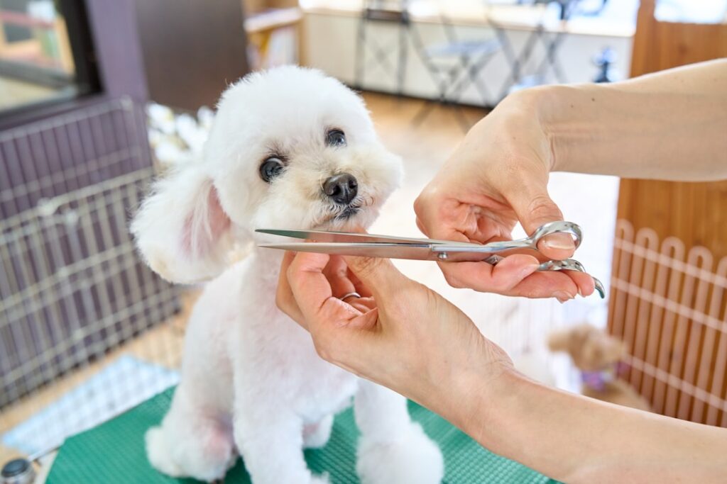Hundefriseur schneidet das Fell eines kleinen weißen Hundes
