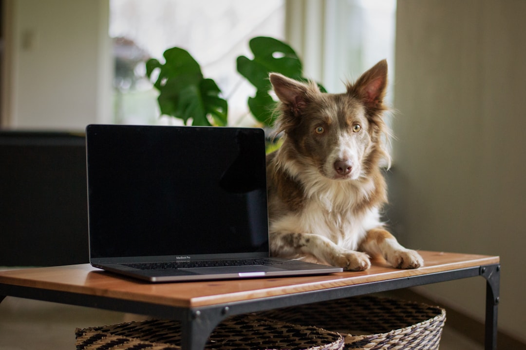 Hund und Laptop als Symbol für Partnerprogramme und Lifetime Provision in der Haustierbranche