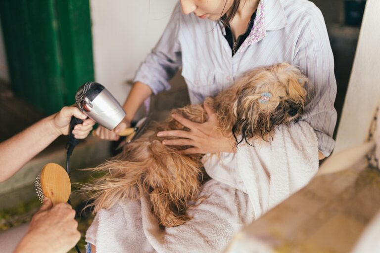 Hund wird in einer Groomingwanne gewaschen
