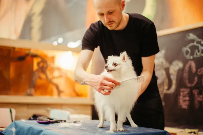 Groomer arbeitet mit einem Hund im Salon